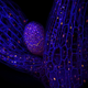 Image for article titled 10 Extreme--And Extremely Pretty--Close Ups of Bacteria and Plants